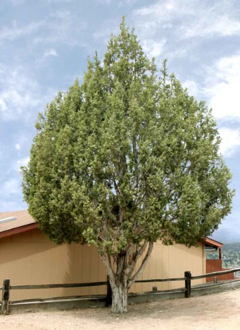 Rocky Mountain Juniper Juniperus Scopulorum Outside