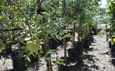 Planting trees in fall