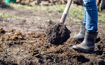 How to Plant a Tree