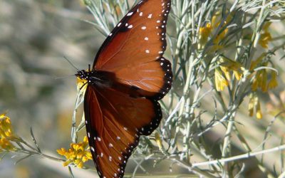 Easy Pollinator Gardening