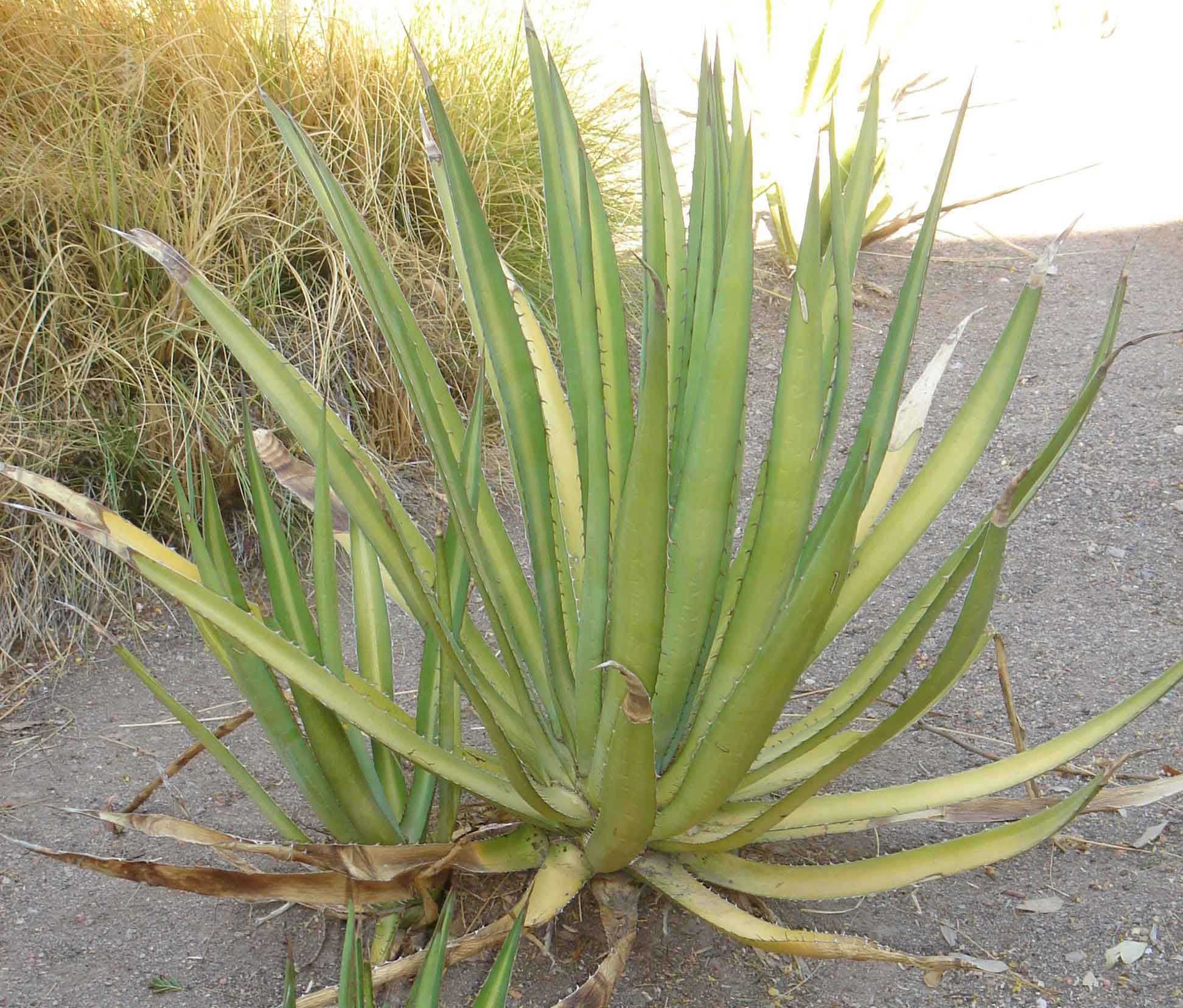 Agave Lechuguilla лепесток