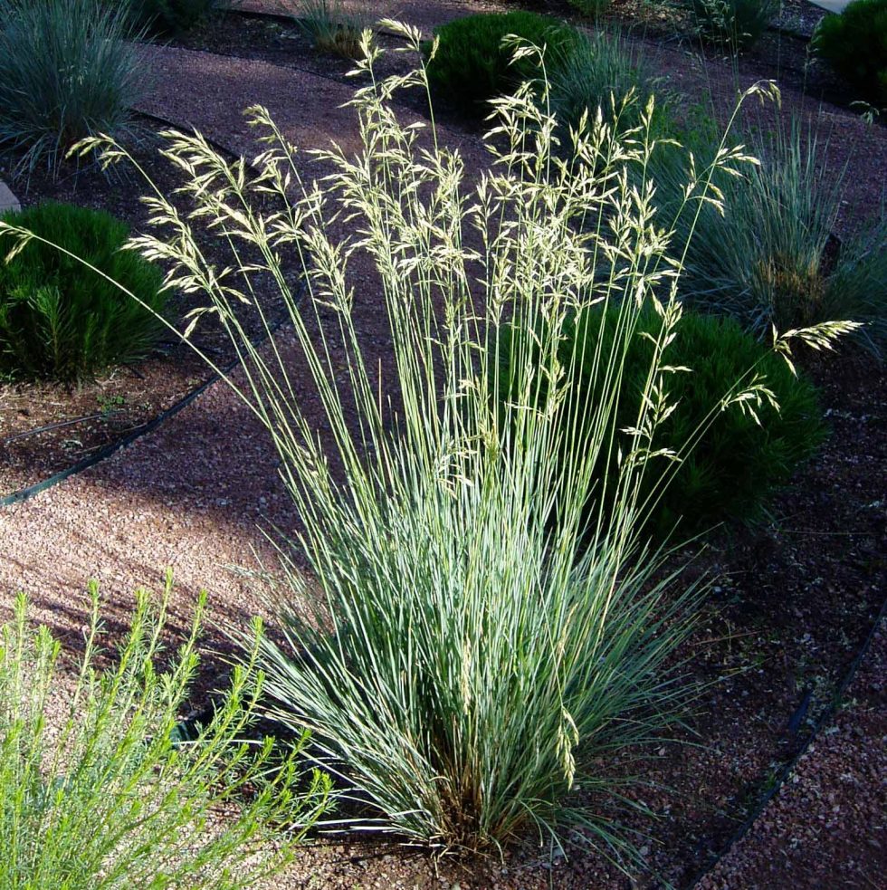 Blue Avena, Helictotrichon Sempervirens | 505 Outside