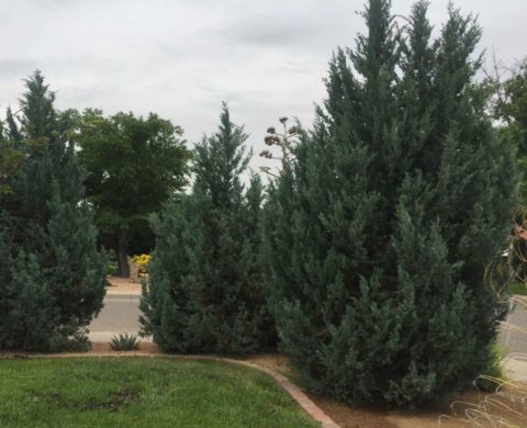 Wichita Juniper, Juniperus scopulorum | 505 Outside