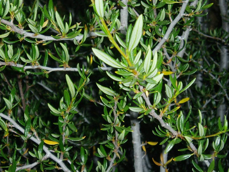 Curl-Leaf Mountain Mahogany, Cercocarpus ledifolius