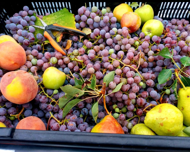 Share Your Fruit Tree Harvest to Help Nourish the Community