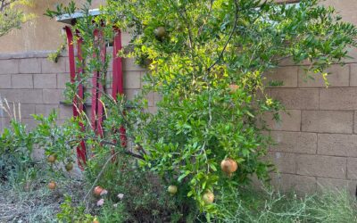 Subtropical Fruit Trees for the High Desert: Pomegranates and Figs