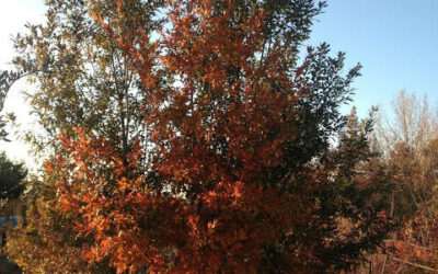 Chisos Red Oak, Quercus gravesii