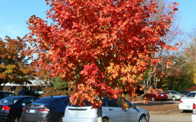 Mesa Glow® Bigtooth Maple, Acer saccharum v grandidentatum