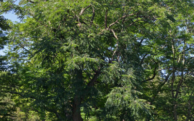 Gymnocladus dioicus, Kentucky Coffeetree