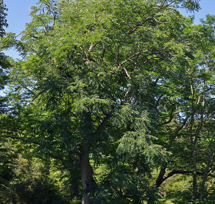 Gymnocladus dioicus, Kentucky Coffeetree