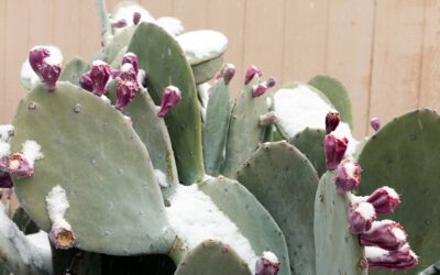 Spineless prickly pear, Opuntia cacanapa ‘Ellisiana’